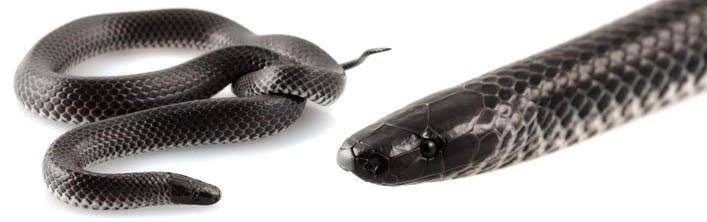 “World’s Weirdest Snake Found Inside Another in 1932—Mysterious extinction