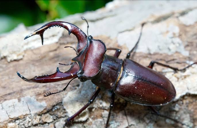 Unbelievable: The Stag Beetle is known as the most expensive insect in the world, with a price tag that can be as high as that of a luxury car.