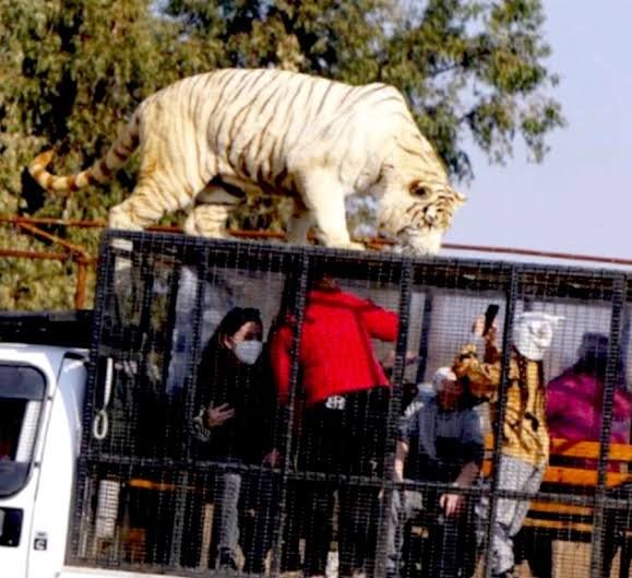Tragedy Strikes Yellowstone: Tiger on the Loose from Local Zoo Wreaks Havoc, Multiple Fatalities Reported