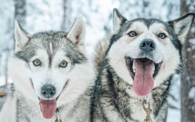 BREAKING NEWS: Mysterious “Super Husky” Discovered in the Arctic, Said to Have Unique Telepathic Abilities!