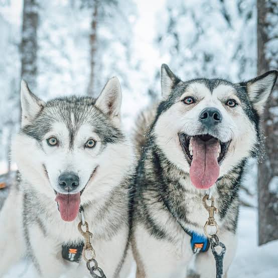 BREAKING NEWS: Mysterious “Super Husky” Discovered in the Arctic, Said to Have Unique Telepathic Abilities!